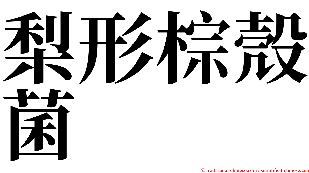 梨形棕殼菌 serif font