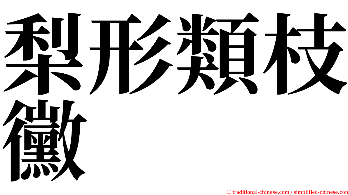 梨形類枝黴 serif font