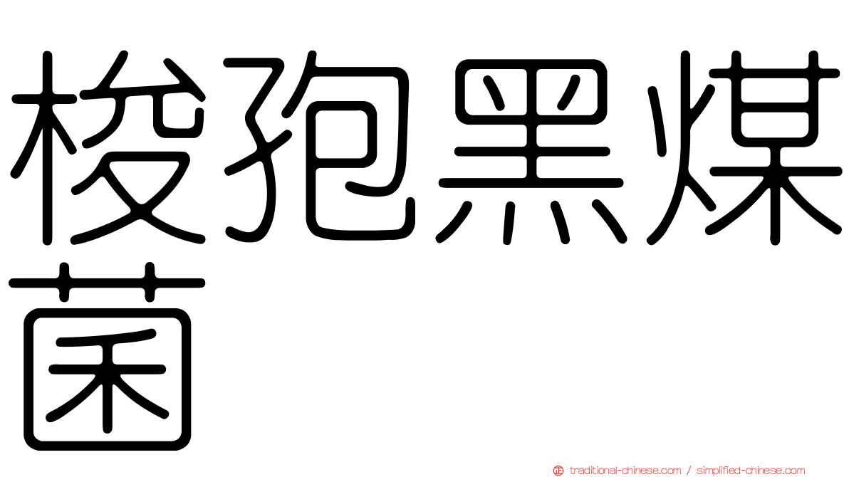 梭孢黑煤菌