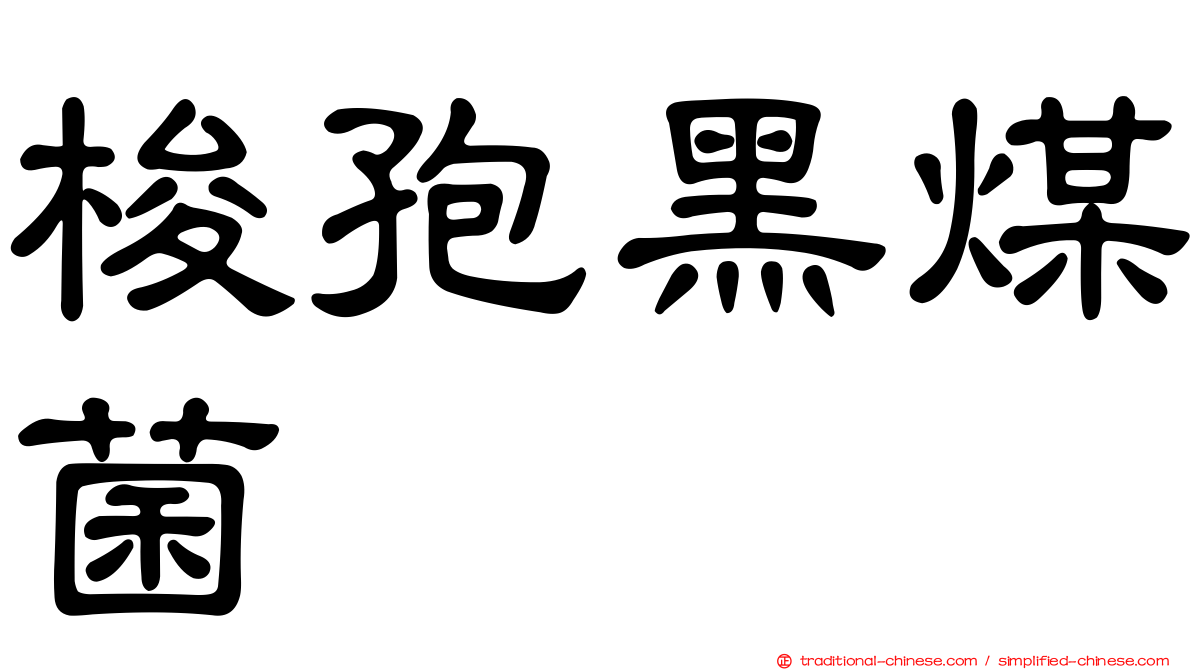 梭孢黑煤菌