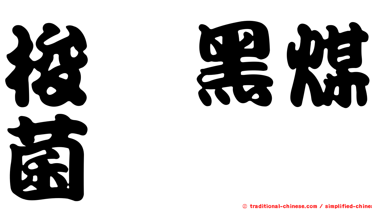 梭孢黑煤菌