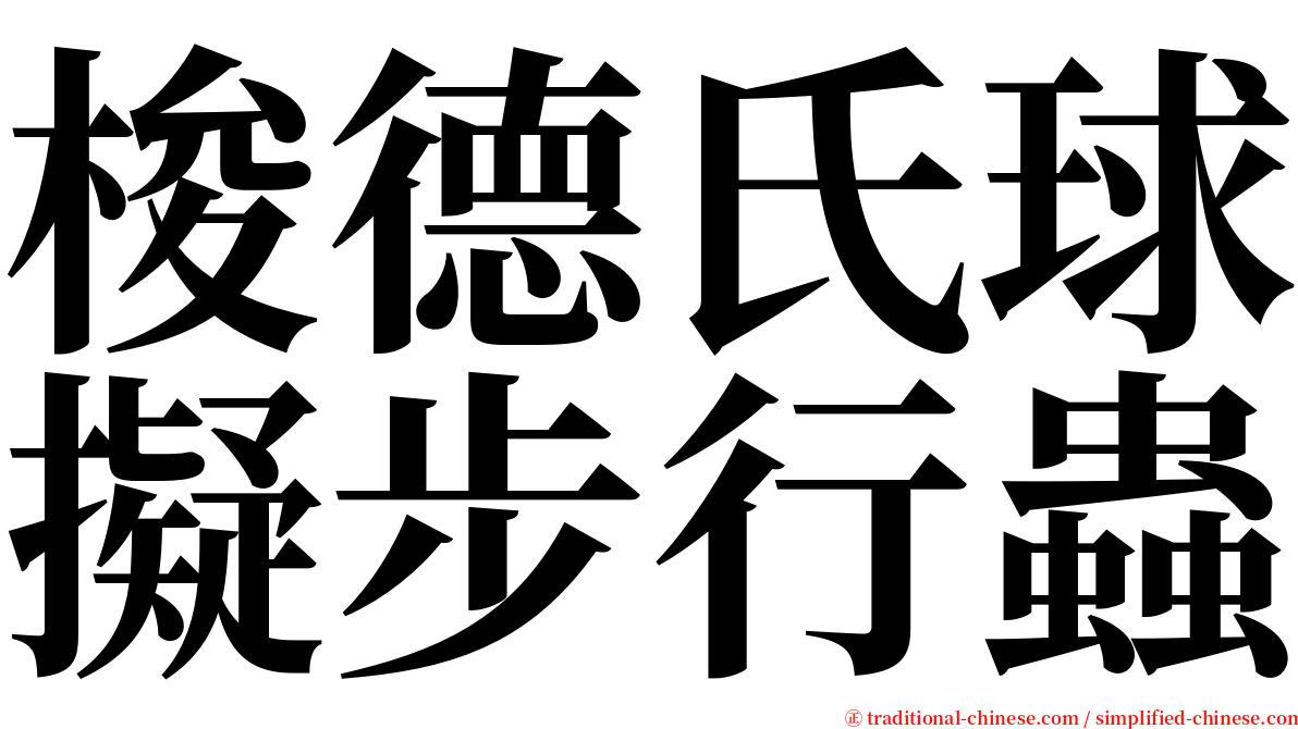 梭德氏球擬步行蟲 serif font