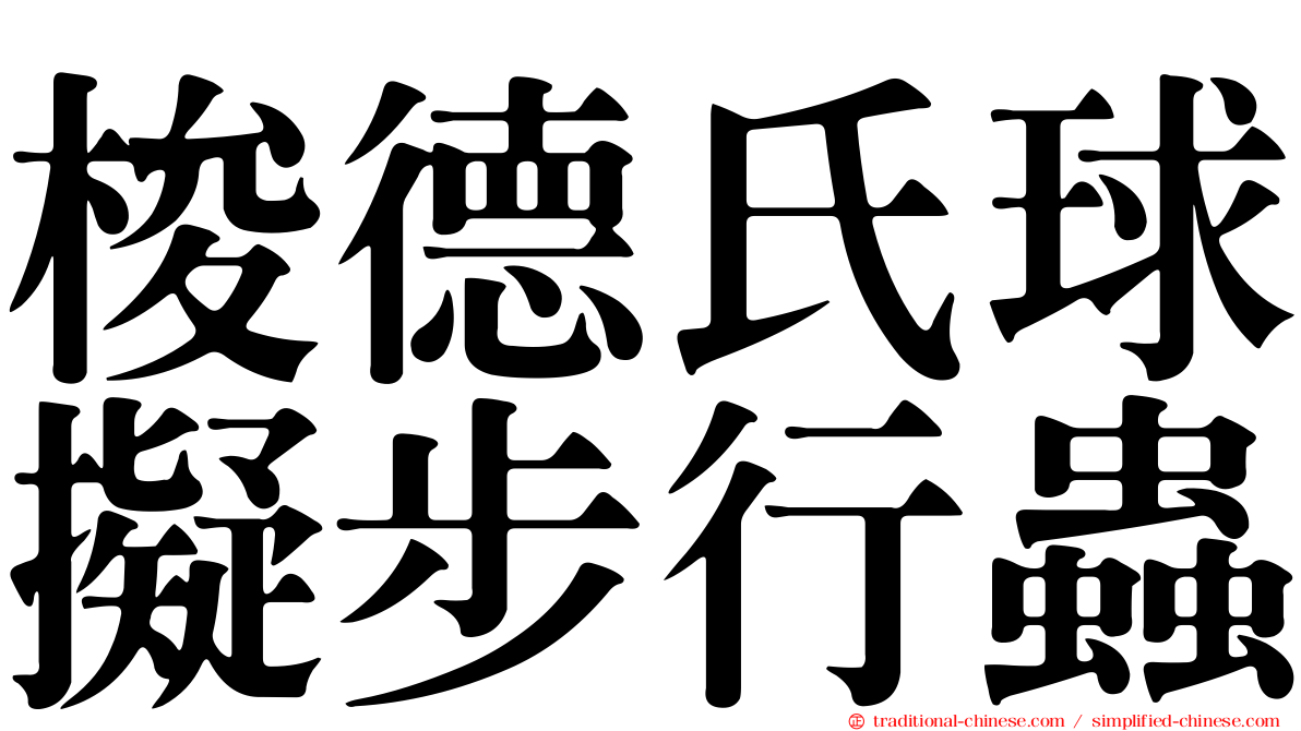 梭德氏球擬步行蟲