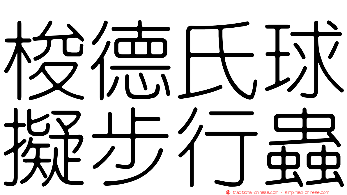 梭德氏球擬步行蟲