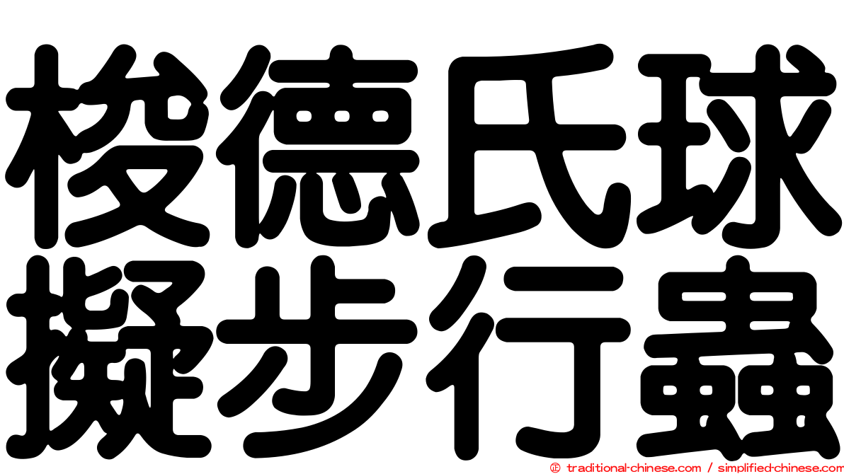 梭德氏球擬步行蟲