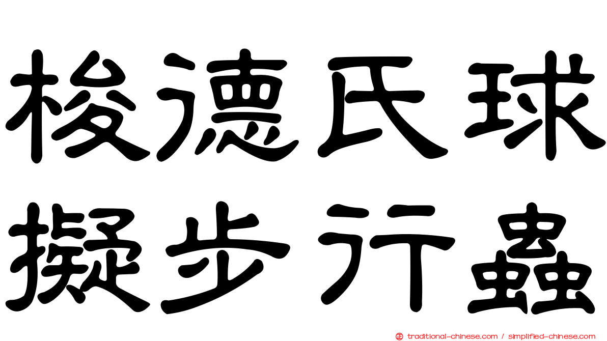 梭德氏球擬步行蟲