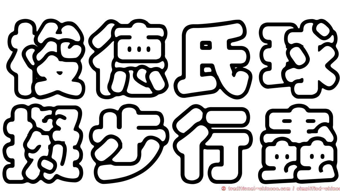 梭德氏球擬步行蟲