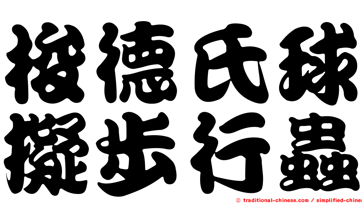 梭德氏球擬步行蟲