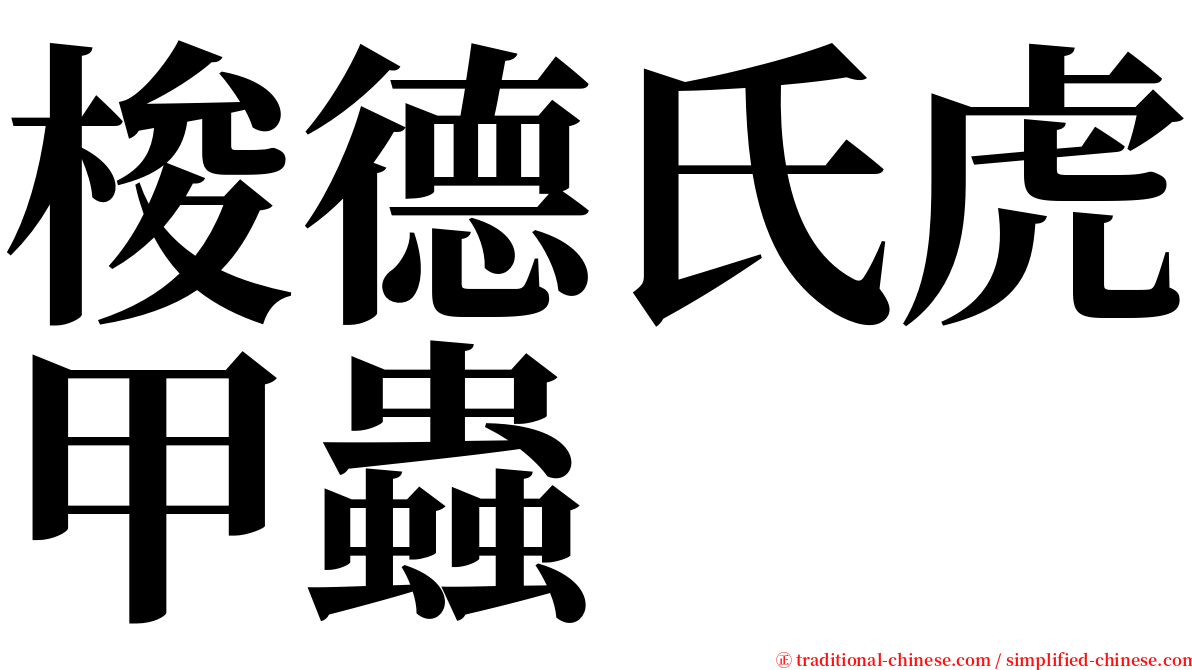 梭德氏虎甲蟲 serif font