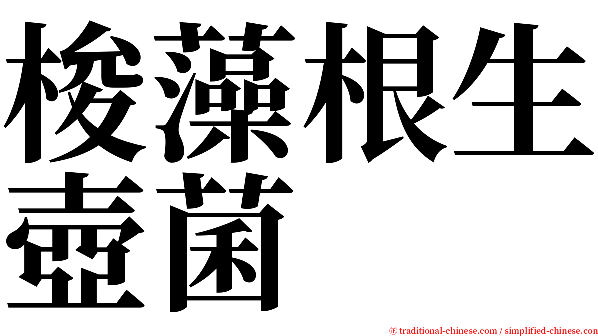 梭藻根生壺菌 serif font