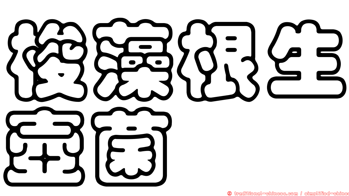 梭藻根生壺菌