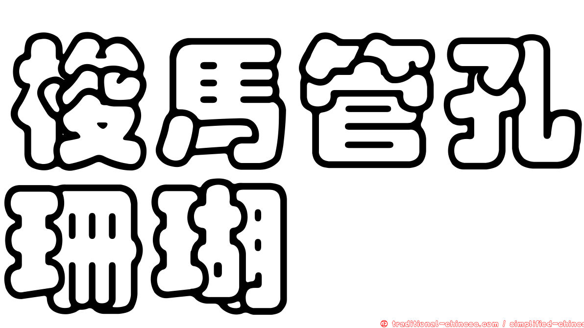 梭馬管孔珊瑚