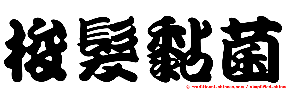 梭髮黏菌