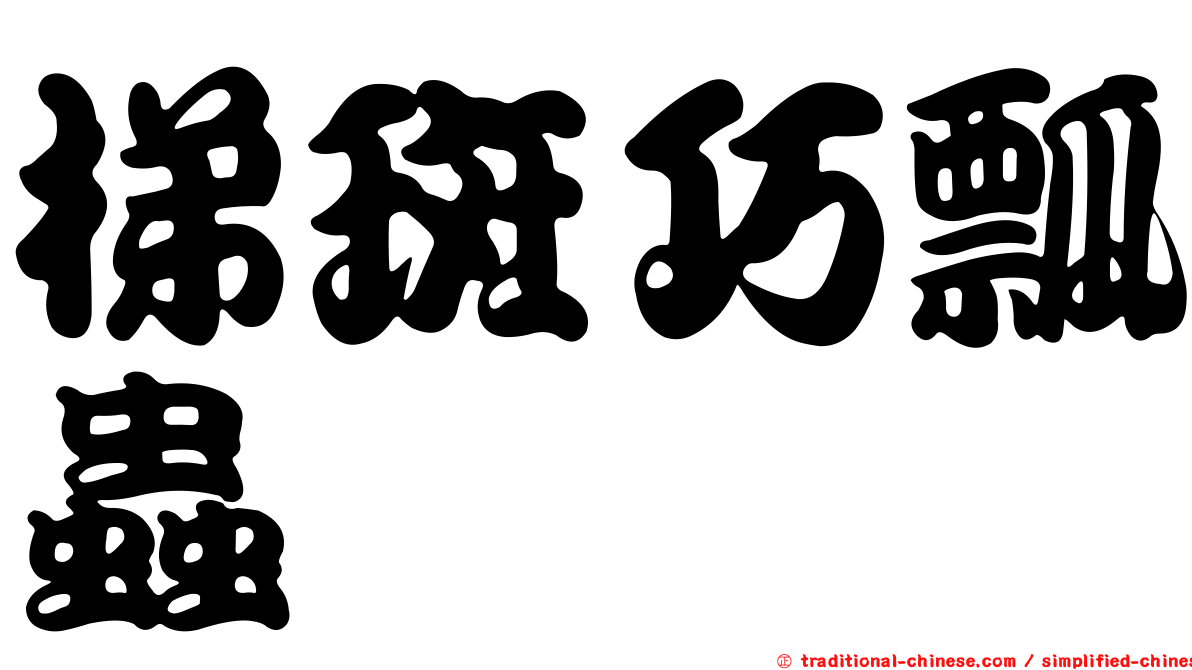 梯斑巧瓢蟲