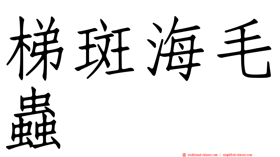 梯斑海毛蟲