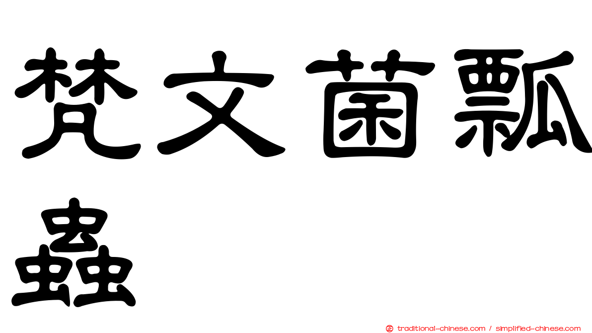 梵文菌瓢蟲
