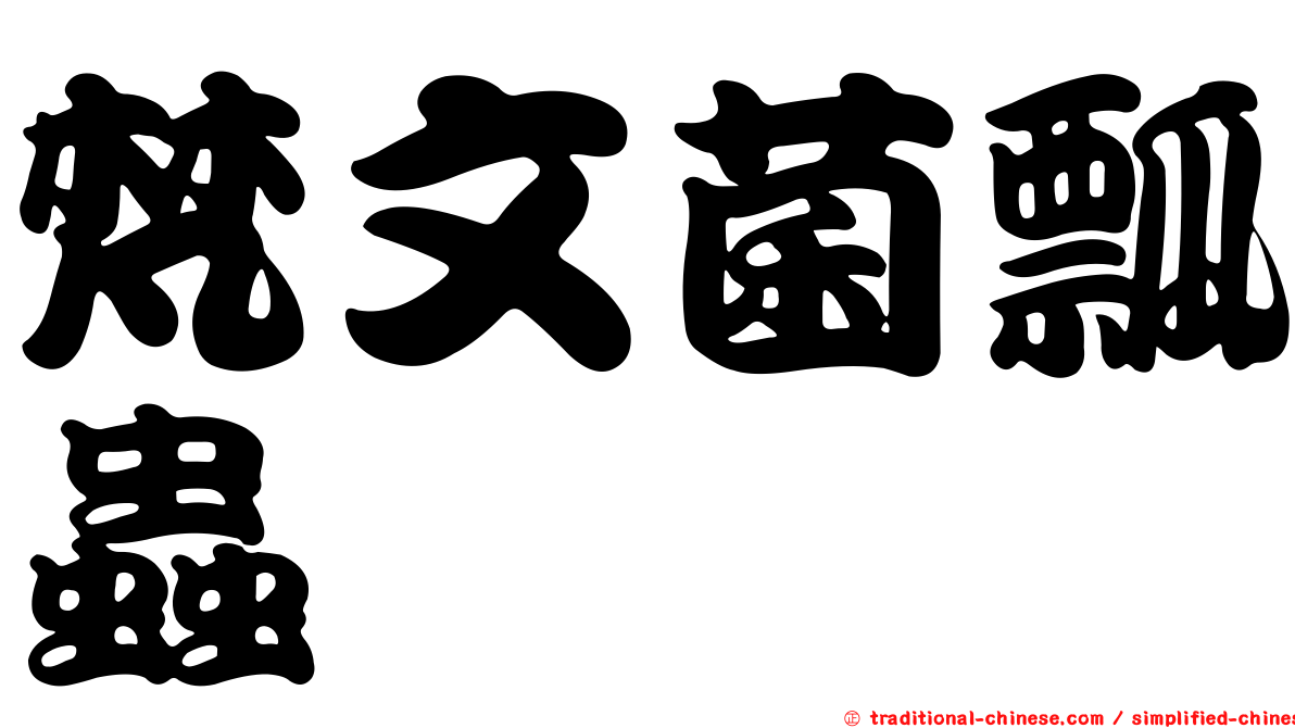梵文菌瓢蟲