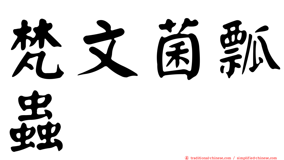 梵文菌瓢蟲