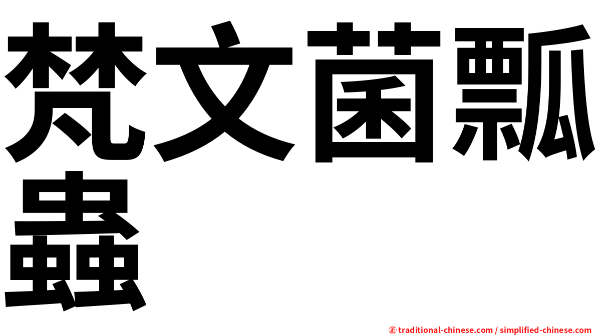 梵文菌瓢蟲