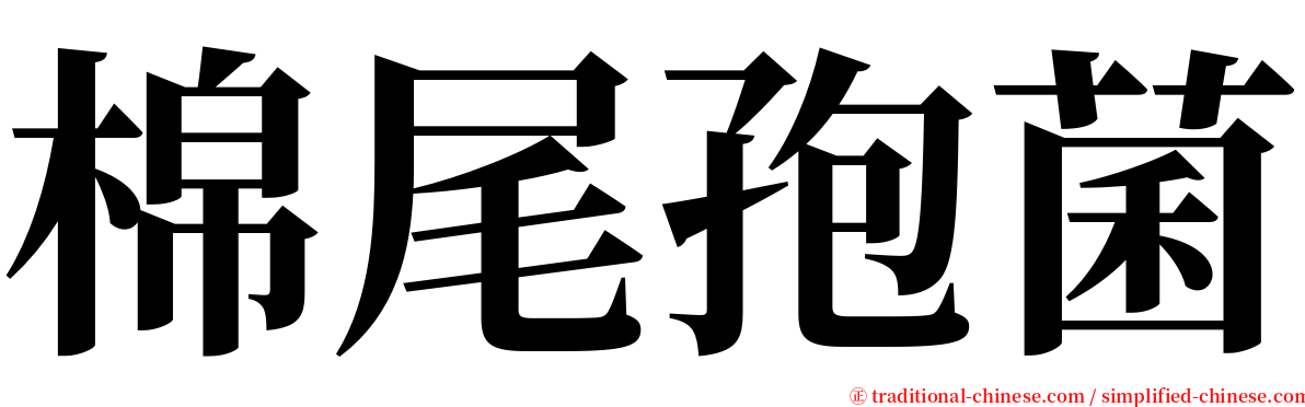 棉尾孢菌 serif font