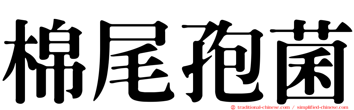 棉尾孢菌