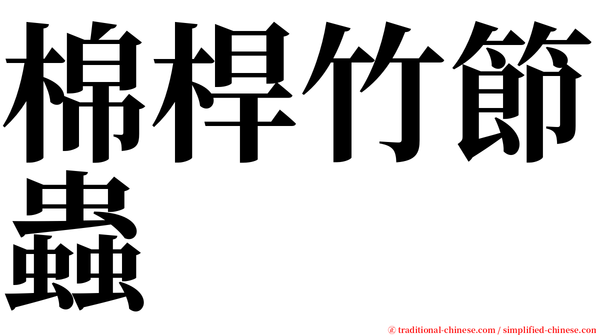 棉桿竹節蟲 serif font