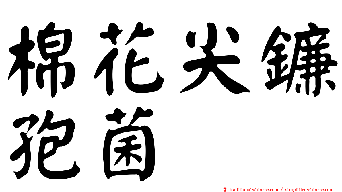 棉花尖鐮孢菌