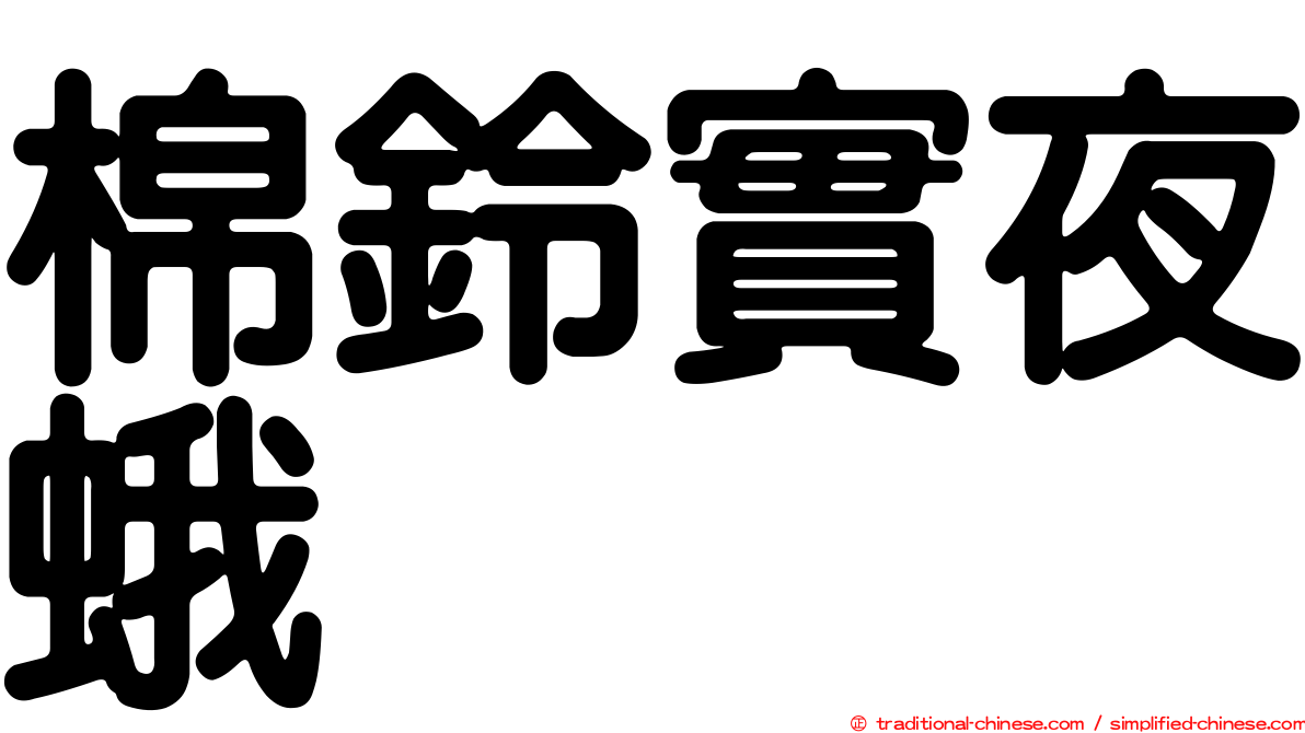 棉鈴實夜蛾