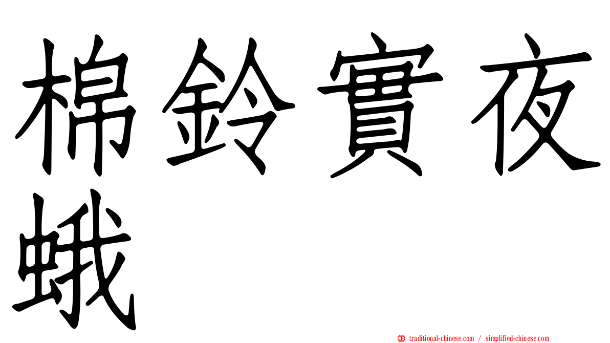 棉鈴實夜蛾