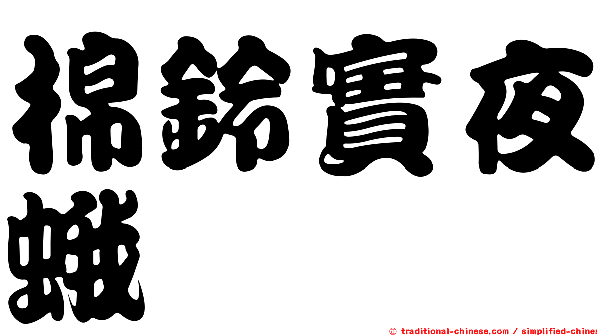 棉鈴實夜蛾
