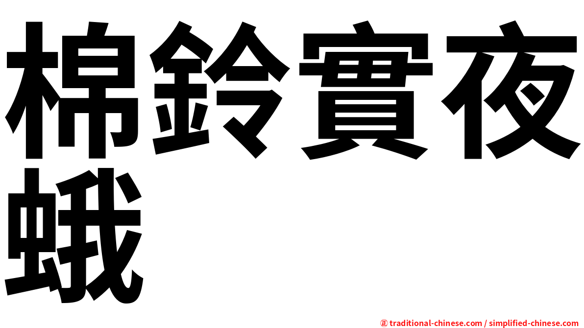 棉鈴實夜蛾