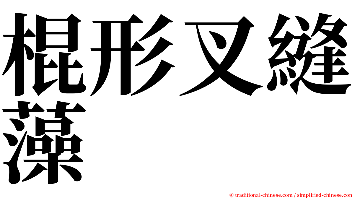 棍形叉縫藻 serif font