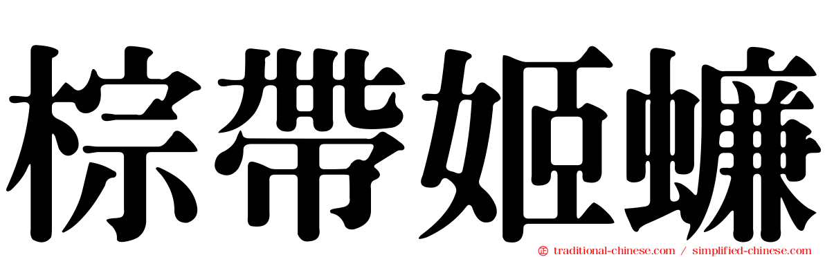 棕帶姬蠊