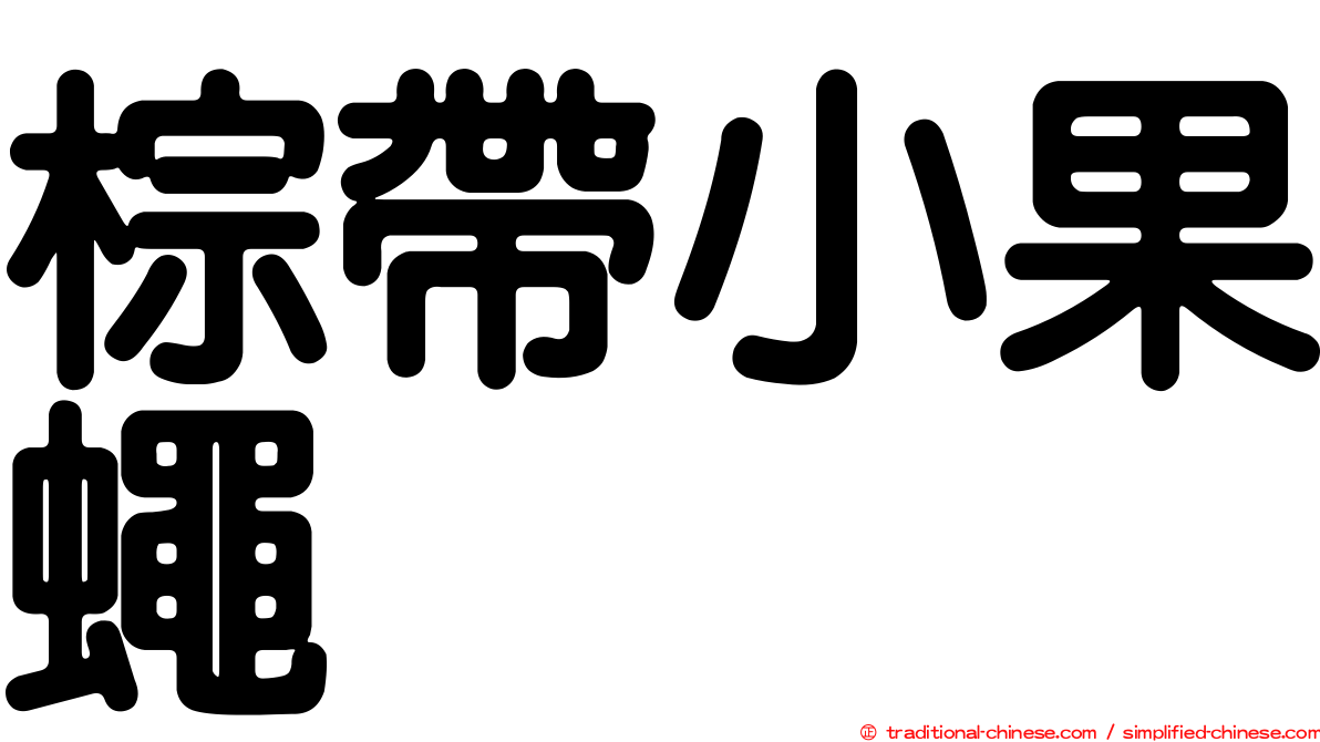 棕帶小果蠅