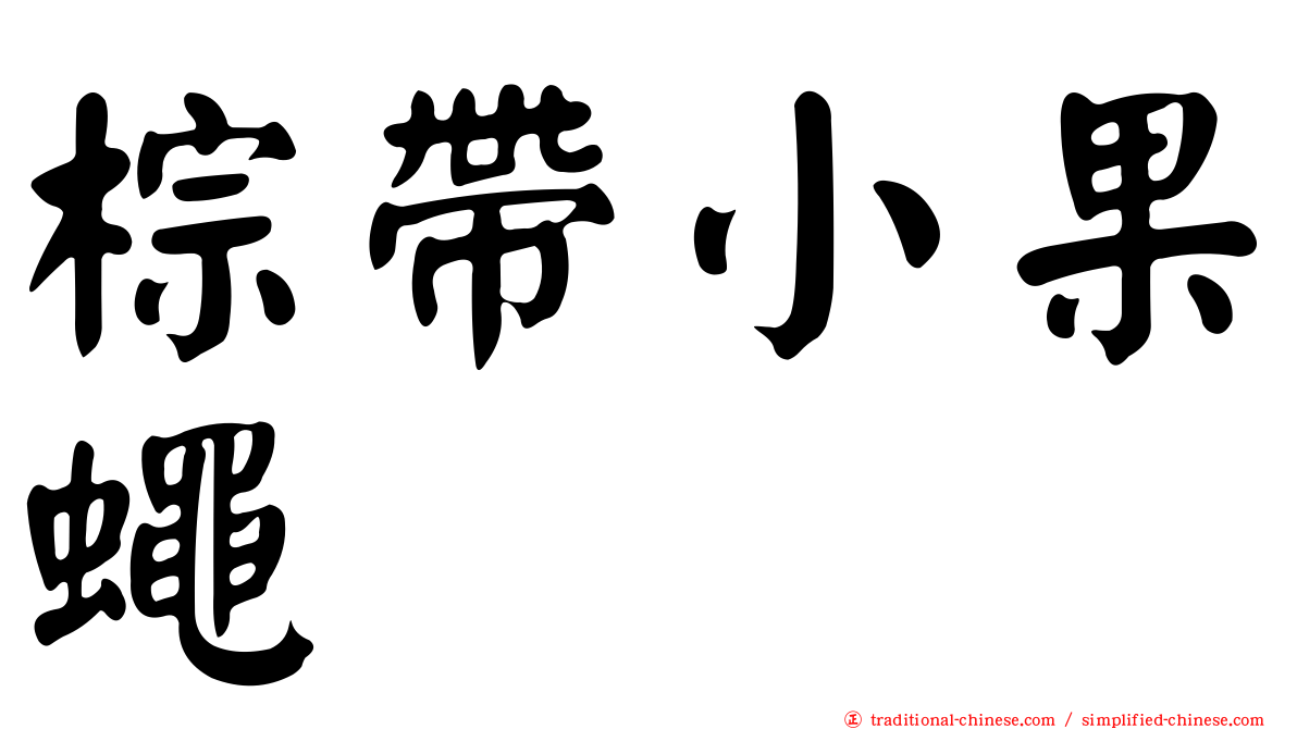 棕帶小果蠅