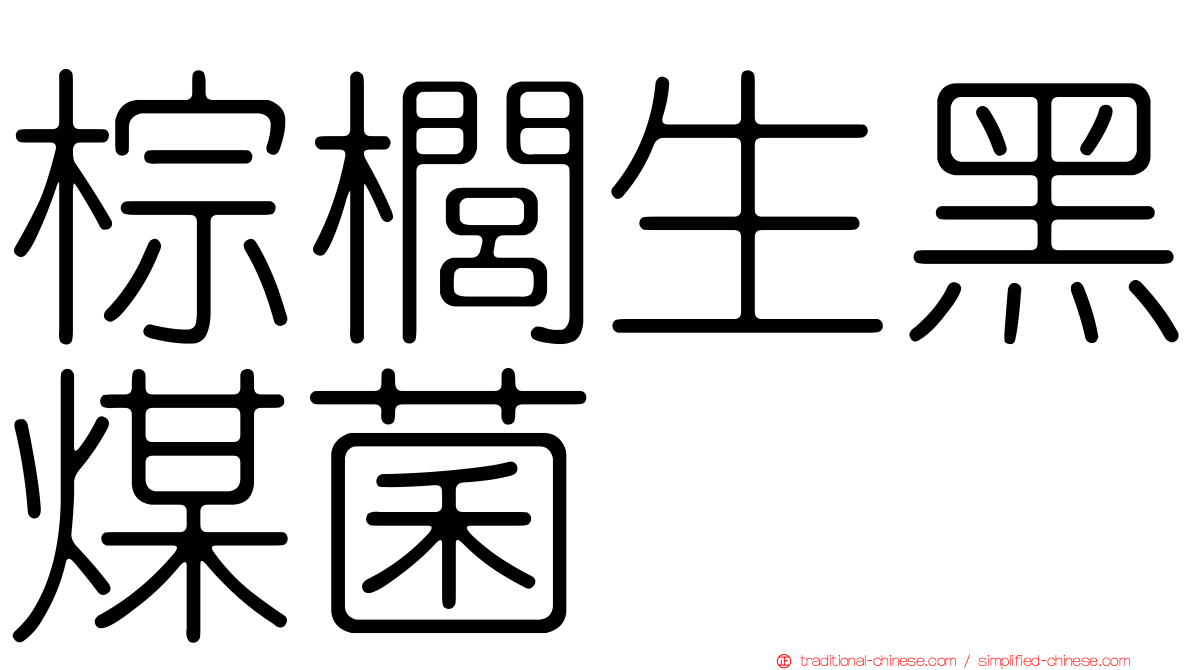 棕櫚生黑煤菌