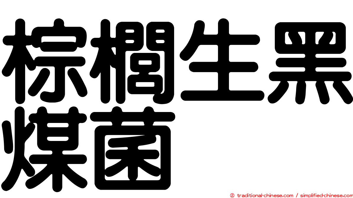 棕櫚生黑煤菌