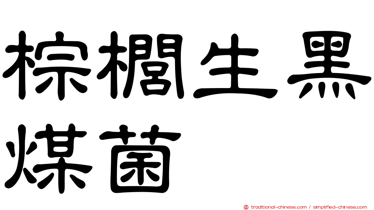 棕櫚生黑煤菌