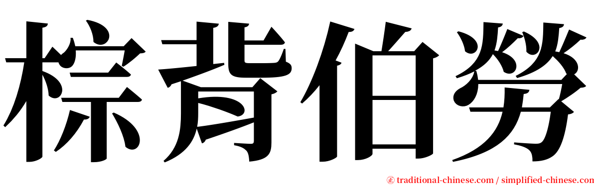 棕背伯勞 serif font