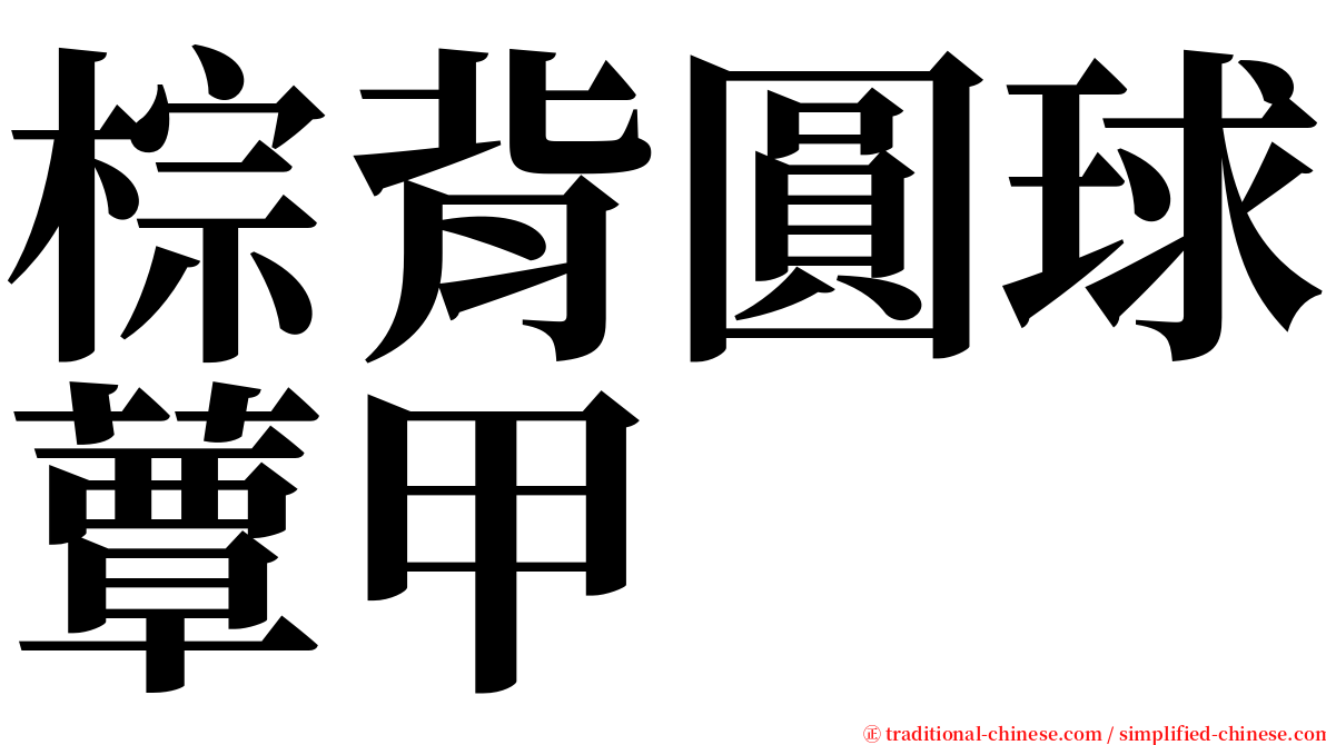 棕背圓球蕈甲 serif font