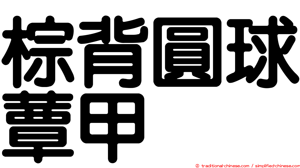 棕背圓球蕈甲
