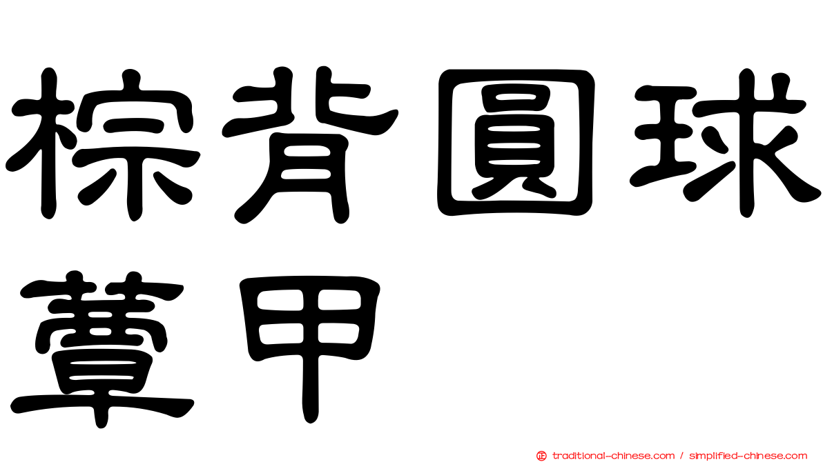 棕背圓球蕈甲