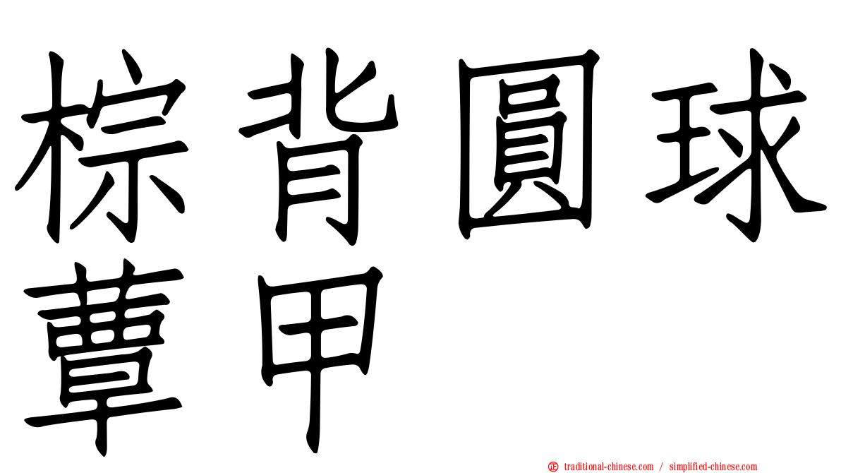 棕背圓球蕈甲