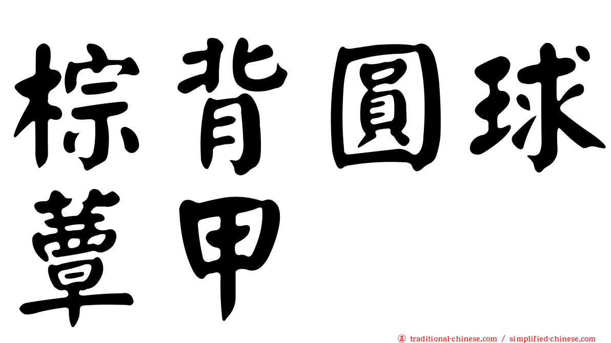 棕背圓球蕈甲