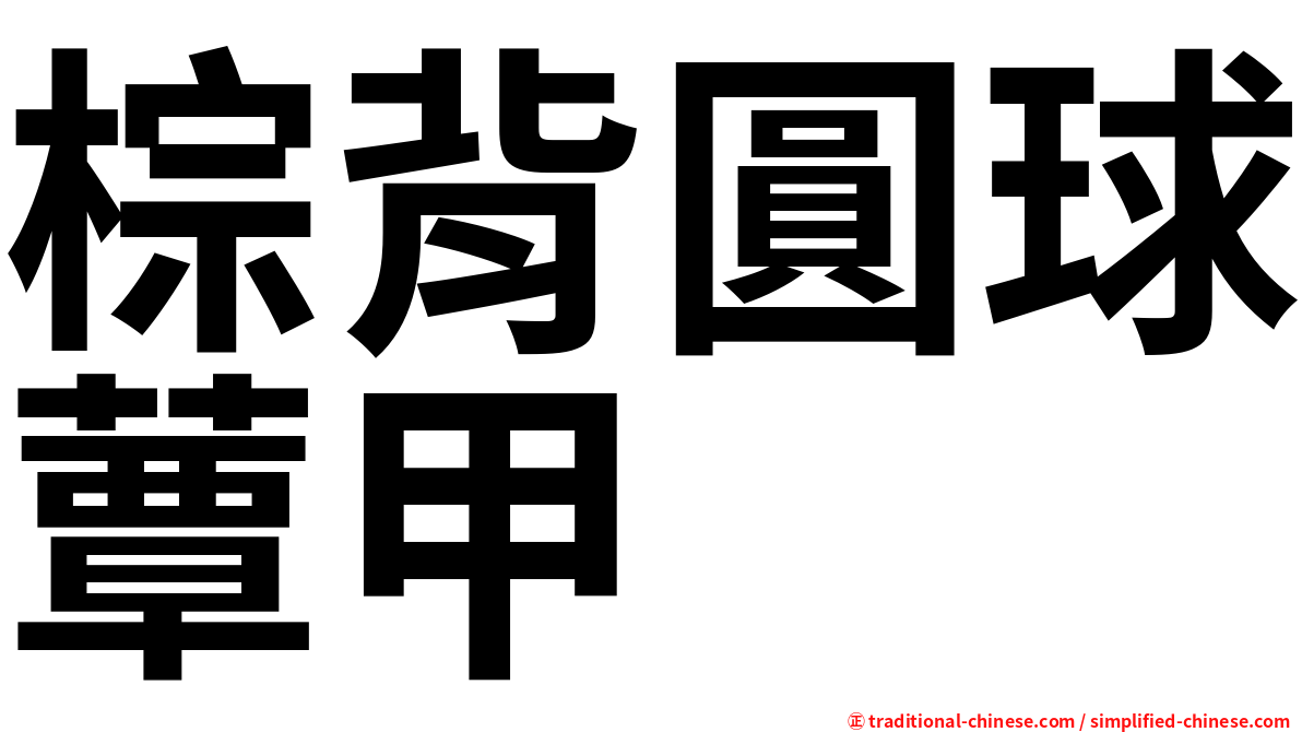 棕背圓球蕈甲