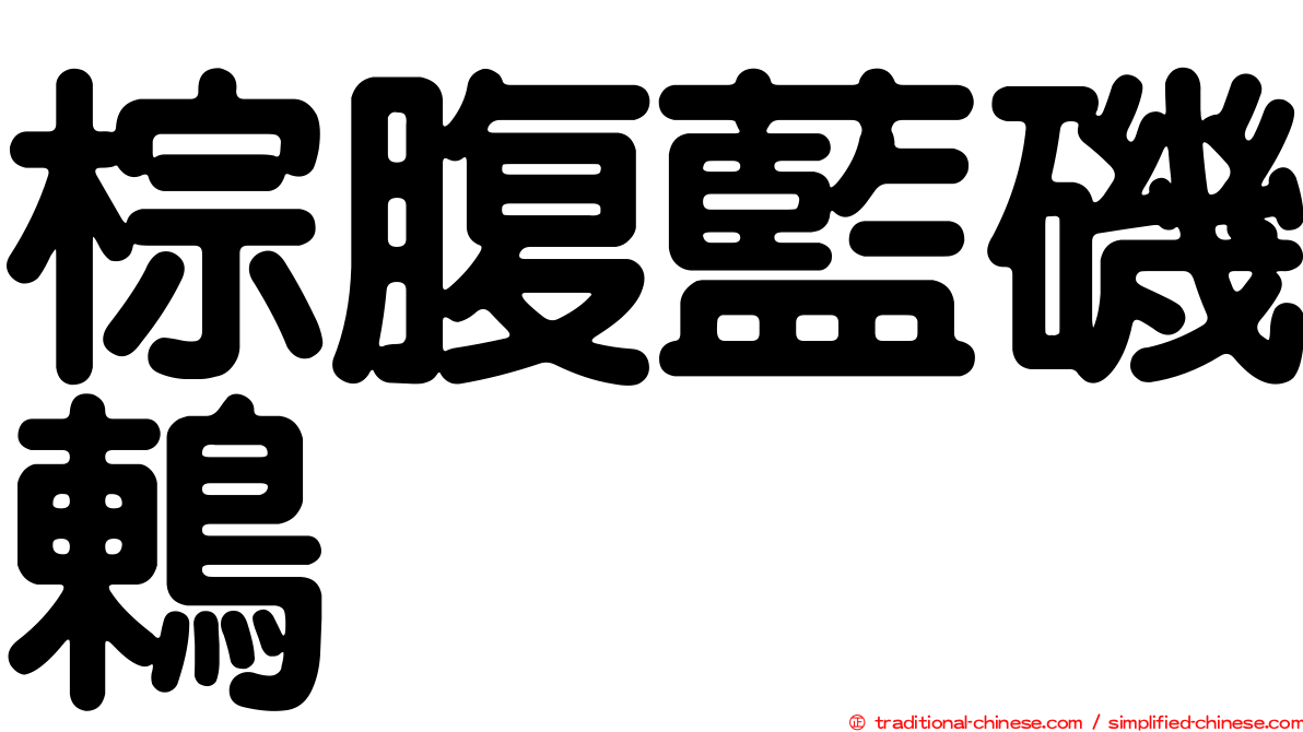 棕腹藍磯鶇