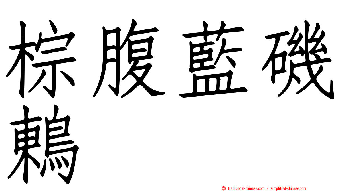 棕腹藍磯鶇