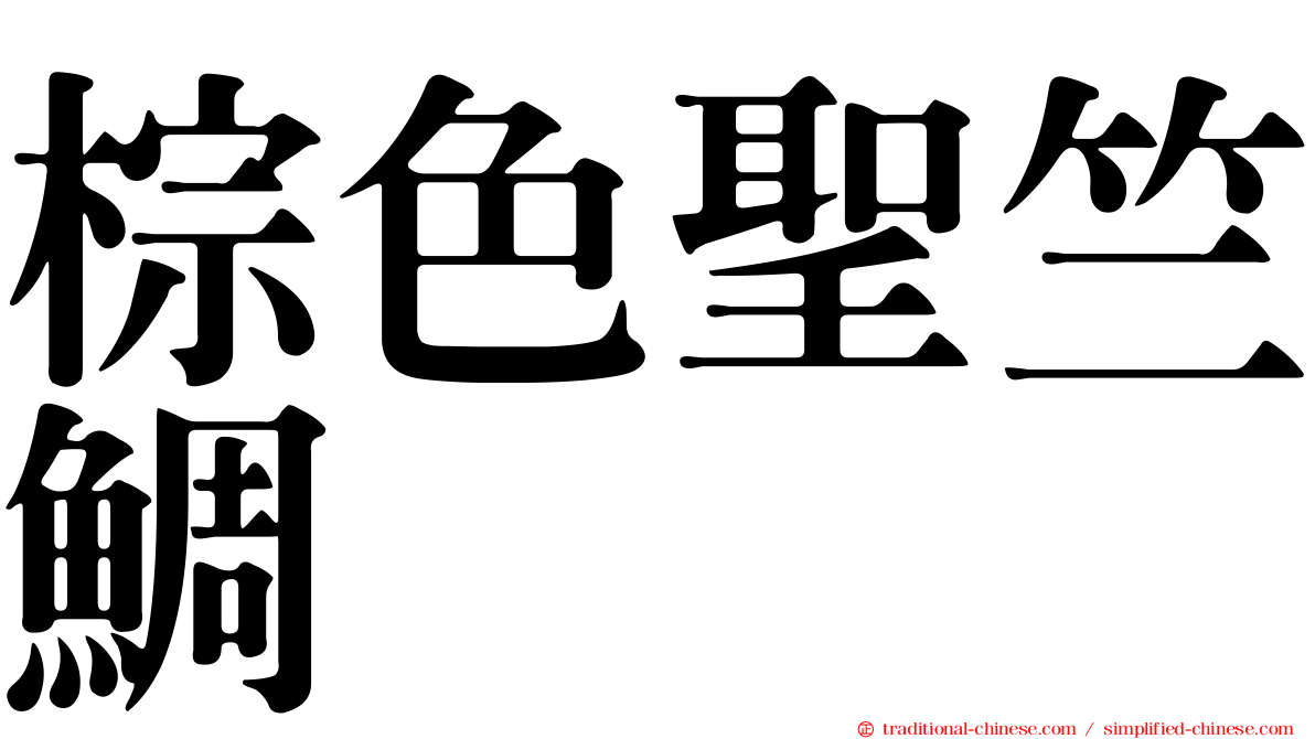 棕色聖竺鯛