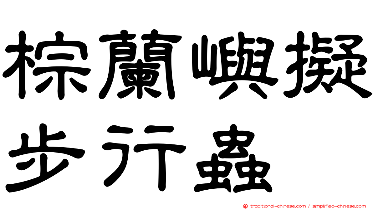 棕蘭嶼擬步行蟲