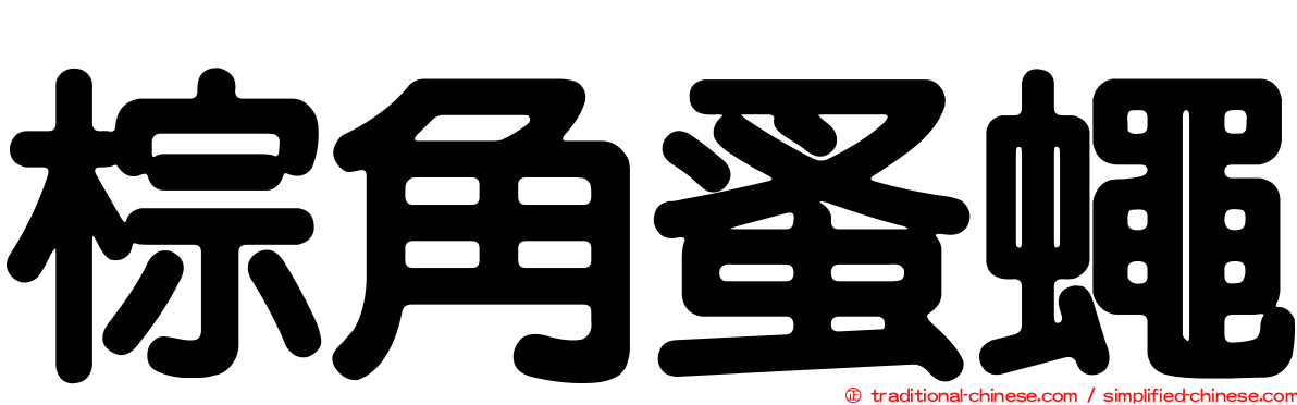 棕角蚤蠅